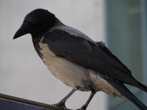 Hooded Crow