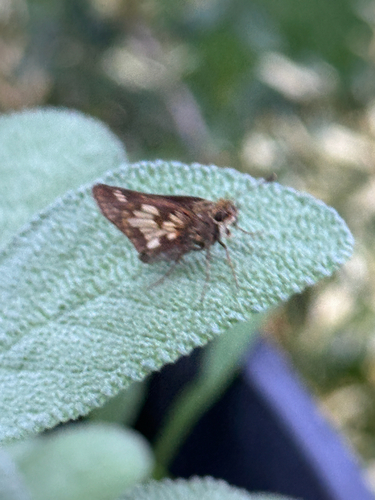 Peck's Skipper