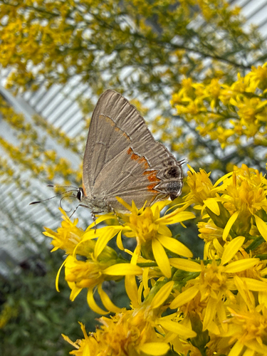Red-banded Hairstreak