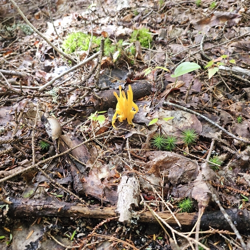 Golden Spindles