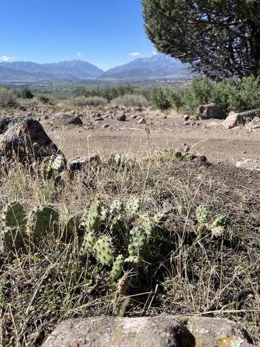 Brittle Pricklypear