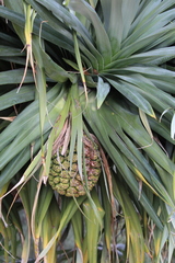 Pandanus aquaticus