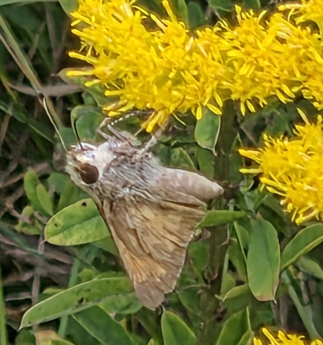 Huron Skipper