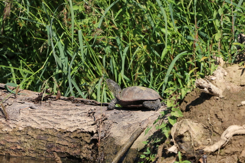 European Pond Turtle
