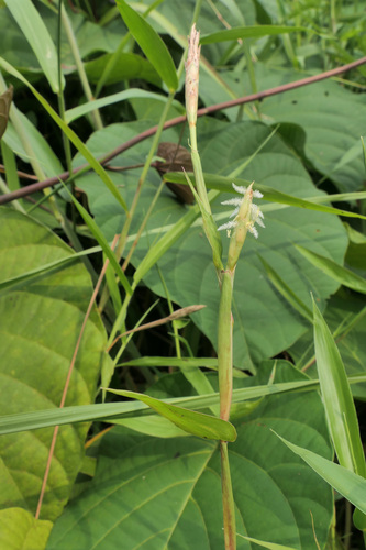 Ischaemum muticum observed 2026-08-25