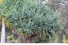 Pandanus aquaticus