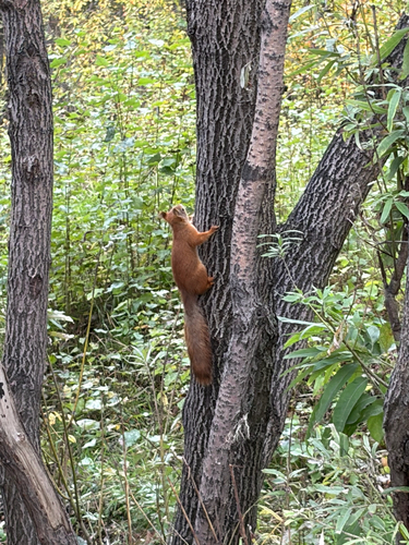 Eurasian Red Squirrel