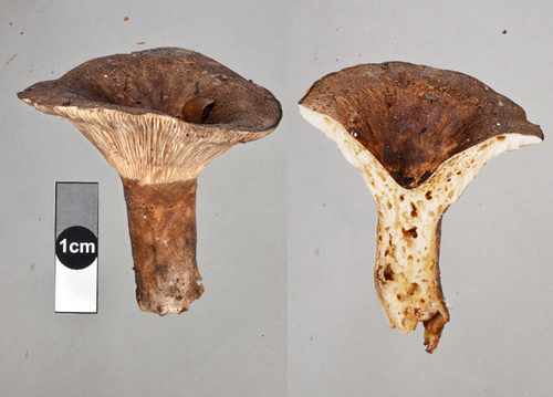 Russula griseobrunnea