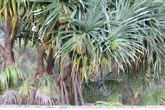 Pandanus aquaticus