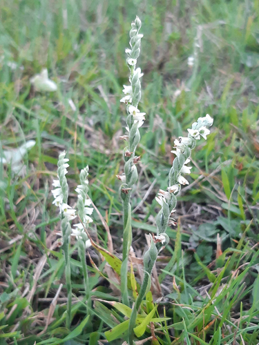 Autumn Ladies' Tresses