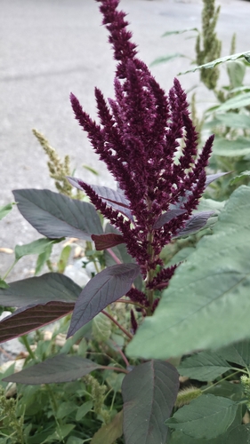 prince's-feather