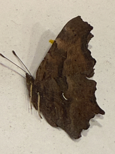 Satyr Comma