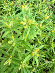 Pectis prostrata