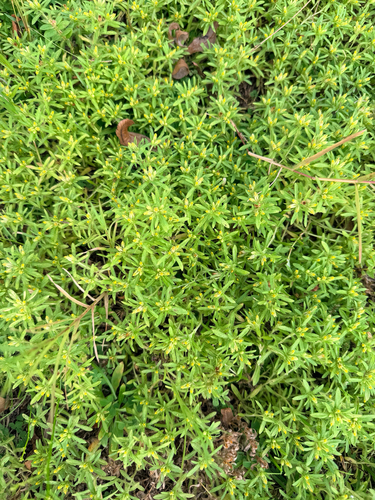 Pectis prostrata, photograph 3