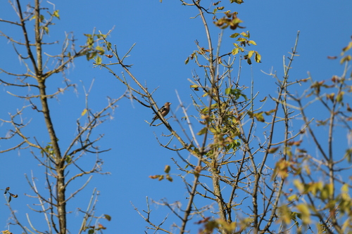 Common Chaffinch