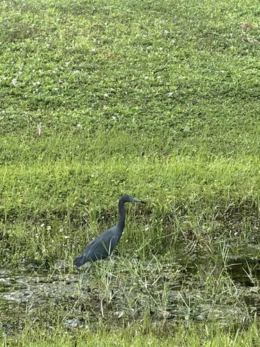 Little Blue Heron