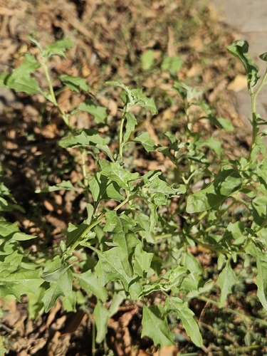 Tatrian Saltbush