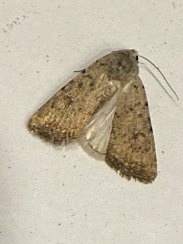 Civil Rustic Moth