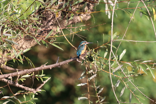 Common Kingfisher