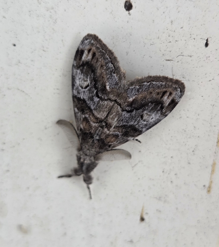 Definite Tussock Moth