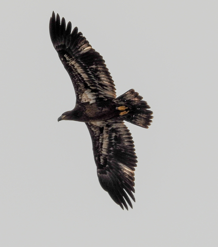 Bald Eagle