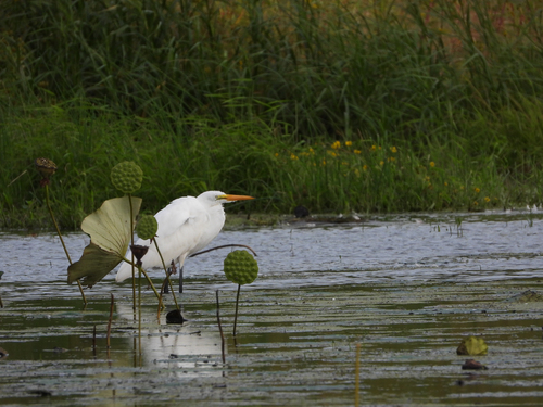 Great Egret