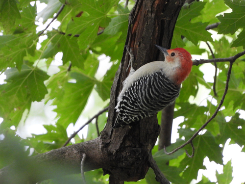 Red-bellied Woodpecker