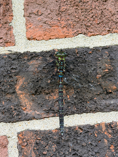 Shadow Darner