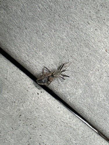 North American Wheel Bug