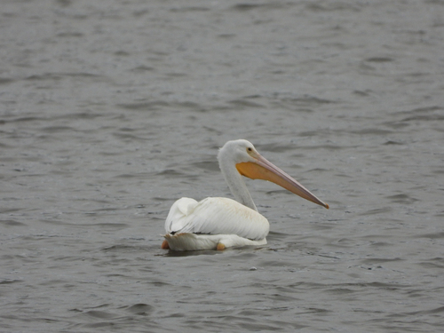 American White Pelican