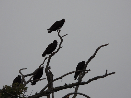 Turkey Vulture