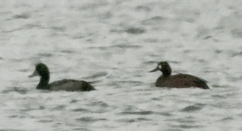Lesser Scaup