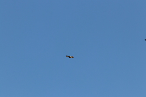 Eurasian Jay
