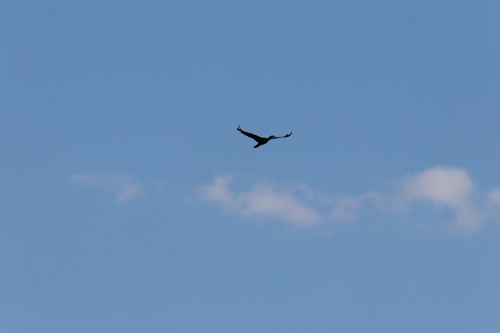 Great Cormorant