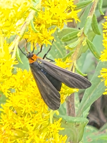 Yellow-collared Scape Moth