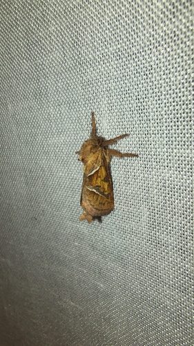 Orange Swift