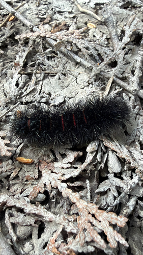 Giant Leopard Moth
