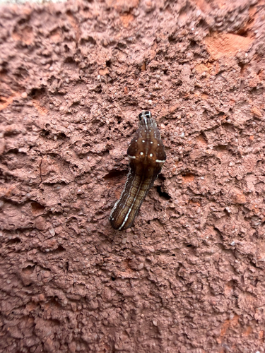 Wedgling Moth