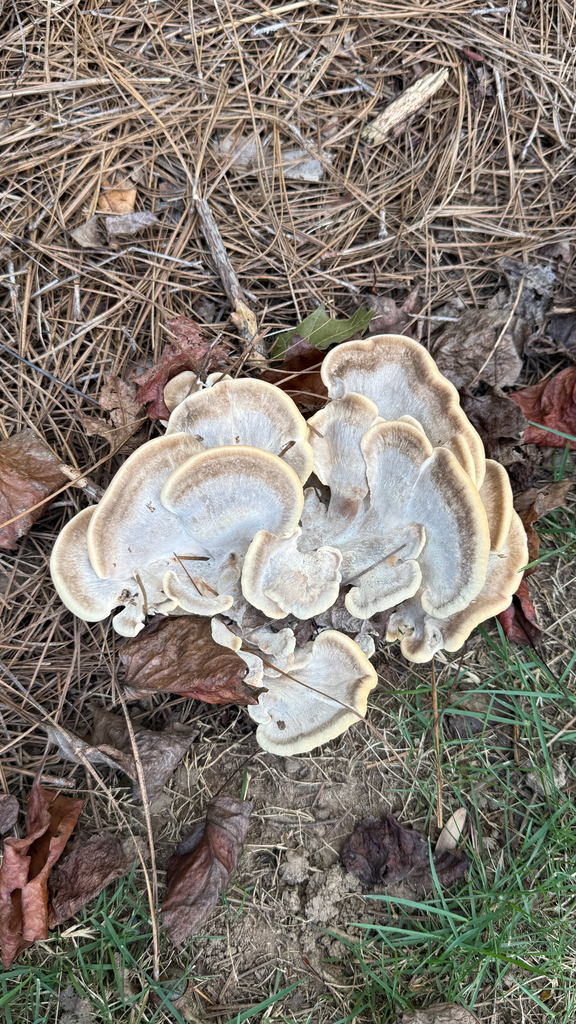 Black-staining Polypore · September 2026 · photo: Photo: (c) zaneotic, some rights reserved (CC BY) · iNaturalist