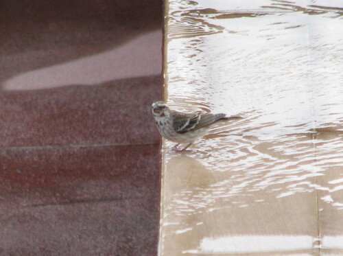 iNaturalist image