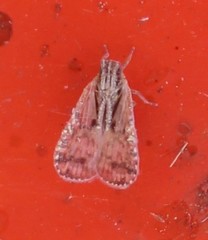 Bothriocera drakei