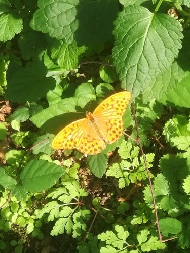 Silver-washed Fritillary