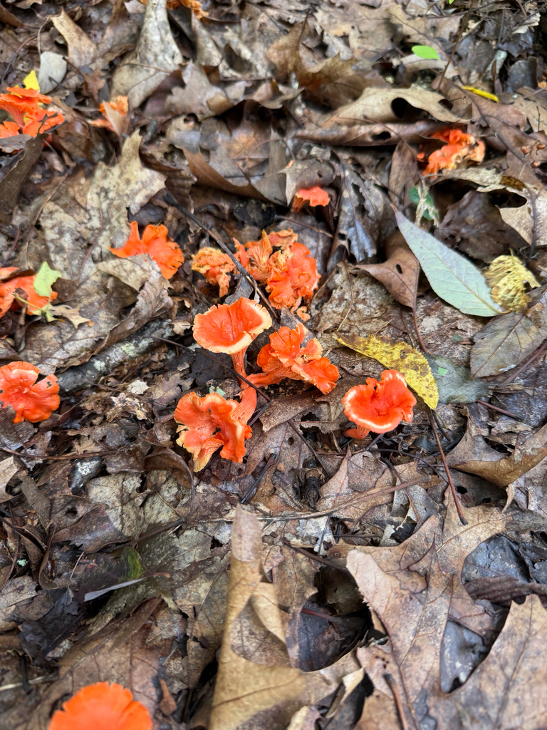 Red Chanterelle · September 2026 · photo: Photo: (c) Sawyer Baran, some rights reserved (CC BY) · iNaturalist