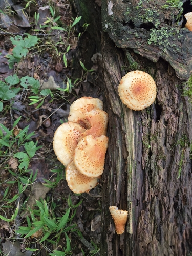 Sharp-scaly Pholiota