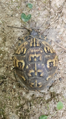 Eastern Box Turtle