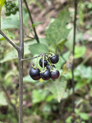 black nightshade