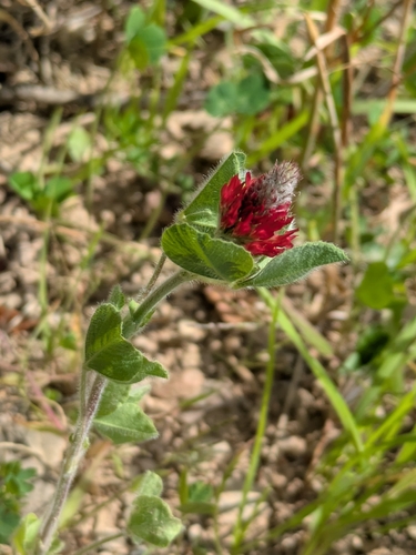 crimson clover