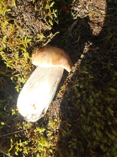 King Bolete
