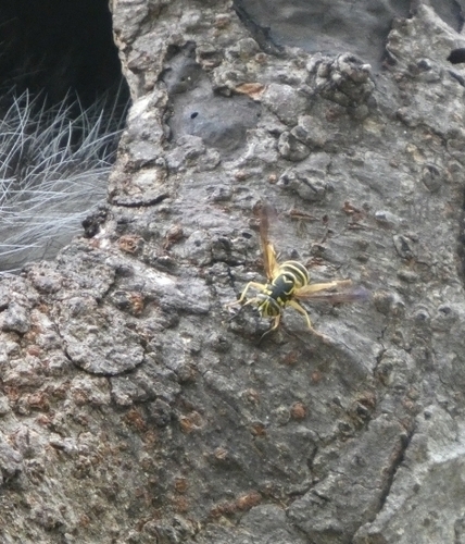 Eastern Hornet Fly