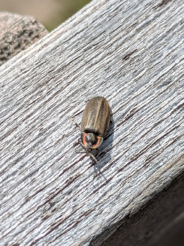 Winter Firefly